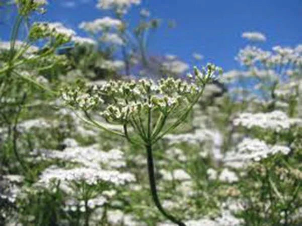 Cumin Seed Heirloom Non-GMO 25+ Seeds Herb Seed for Growing Cuminum cyminum
