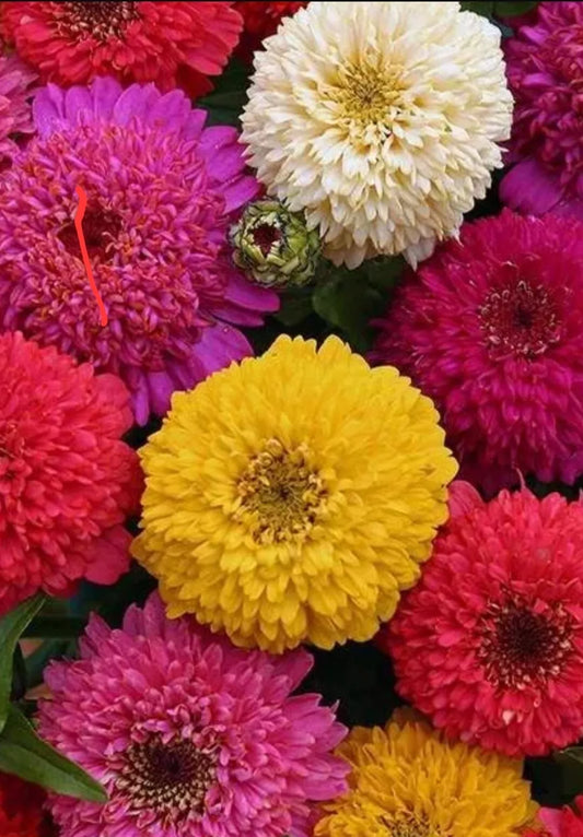 Zinnia Seeds - 100+ Multi-Colored California GIANTS - Pollinator Flowers (Zinnia elegans)