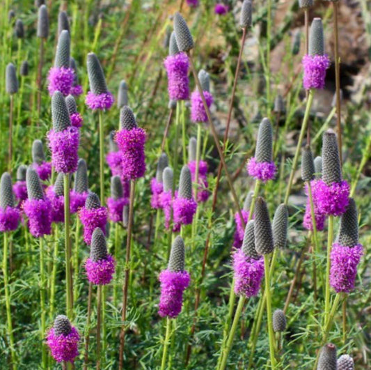 Purple Prairie Clover Seeds - 500 Count - Wildflower Perennial Seeds (Dalea purpurea) - Free Shipping