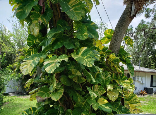 Giant Variegated Golden Pothos Cutting - 3 Node Hawaiian Climbing Plant - Epipremnum aureum