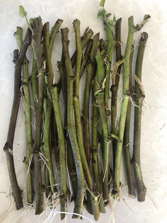 Sweet Potato Slips 20 Count Cutting Vine Ipomoea batatas Ready to Plant Organic Garden Starter