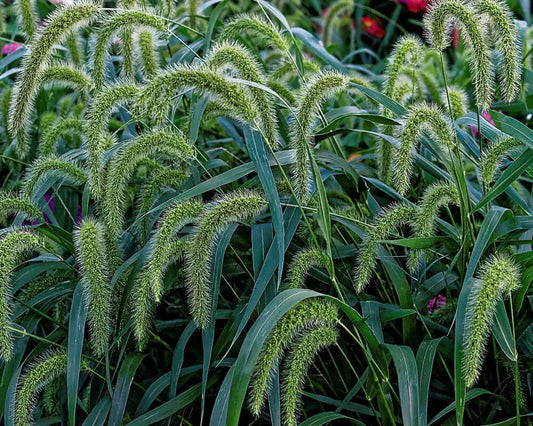 Setaria Faberinodding Bristle-Grass Seeds - 500+ Premium Seeds for Garden or Lawn - Fast-Growing Grass Variety