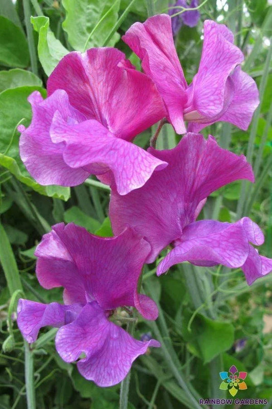 Sweet Pea Seeds - 50+ Ian Myers Variety - Lathyrus odoratus - USA Grown, Ideal for Garden Planting