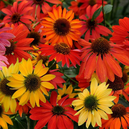 50 Cheyene Spirit Coneflower Seeds - Echinacea Purpurea - Perennial Blooming Flowers for Garden
