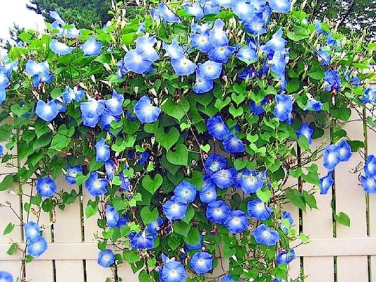 Blue Morning Glory Flower Seeds - 40+ Climbing Flowering Vine for Containers - Ideal for Pollinators - Ipomoea tricolor