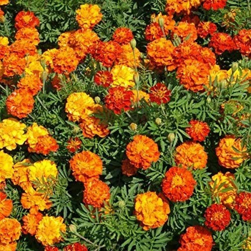500 Marigold Seeds for Planting, Multi-Color Flowers, Tagetes erecta, Ideal for Gardens and Landscapes