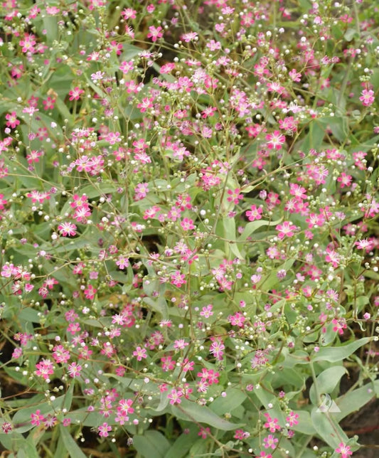Carmine Baby's Breath Seeds 500+ | Gypsophila Elegans | Annual Flower | USA Grown