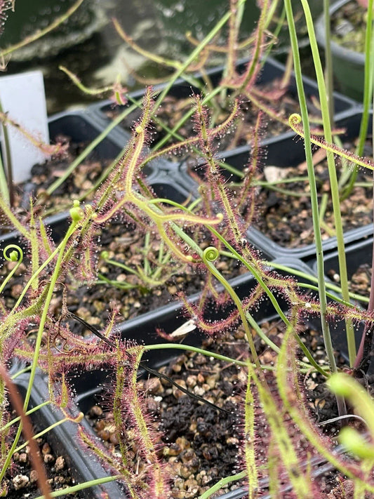 Drosera Binata Staghorn - Live Bare Root Carnivorous Plant - Unique Insect-Eating Flora for Plant Enthusiasts