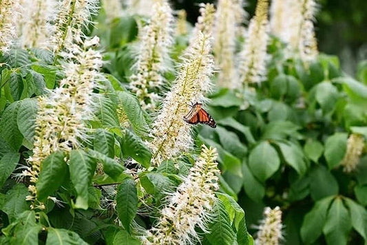 Sweet Pepper Bush Seeds (50 Seeds) - Blooming Shrub, Attractive Foliage, Edible Fruit, Capsicum annuum
