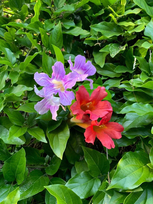 Trumpet Vine Cuttings Combo - Organic Live USA Scarlet & Violet - Campsis radicans & Campsis tagliabuana