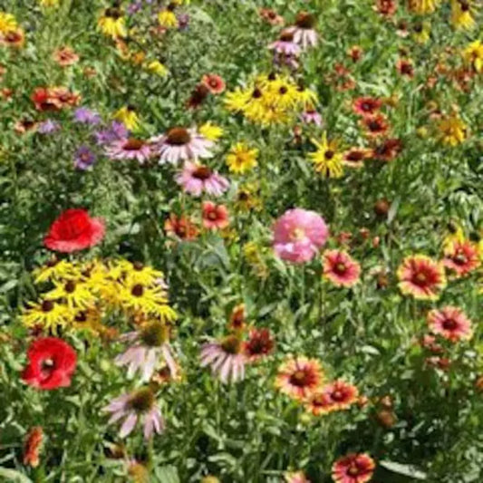 Wildflower Mix Seeds - 200 Perennial Organic Seeds - USA Grown Native Blend - Perfect for Pollinators