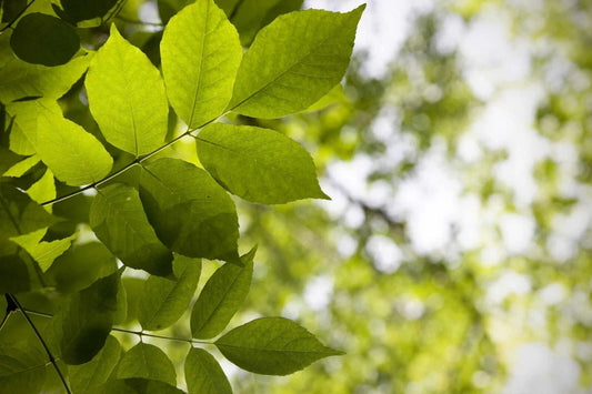 White Ash Tree Sapling - Fraxinus americana - Ready to Plant for Landscaping and Shade