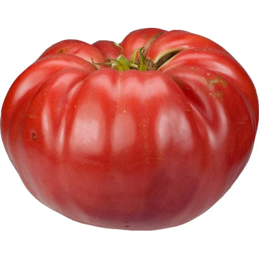 Giant Belgium Seeds - 25 Fresh Seeds for Planting - Heirloom Variety - Perfect for Gardens - Organic Gardening