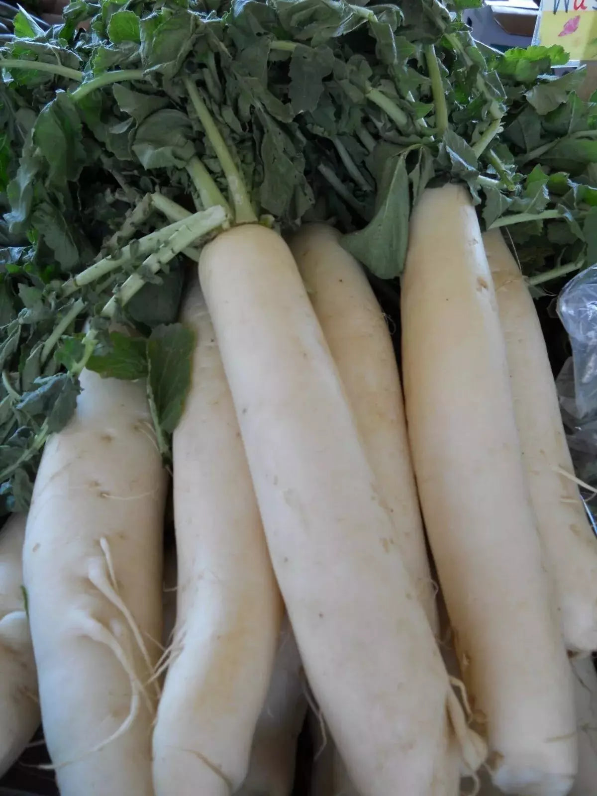 Daikon Radish Seeds - 100+ Count - Japanese Minowase - Heirloom Organic NON-GMO - Vegetable Gardening
