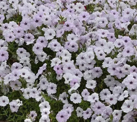 Petunia Seeds, 10 Pelleted Seeds, Tidal Wave Silver, Petunia × atkinsiana