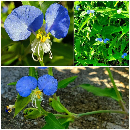 Spiderwort Day Lily Plants - Fresh Cuttings, Wandering Jew Blue, Easy Care, Tradescantia zebrina