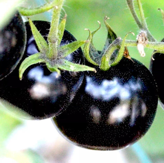European Black Cherry Tomato Seeds | 100 Heirloom Non-GMO Seeds | Sweet & Tasty Variety | Rare Juicy Tomatoes