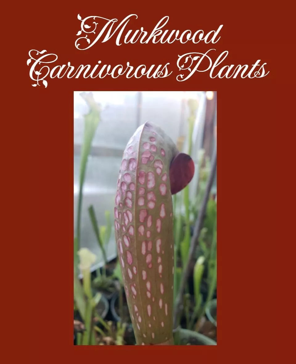 Live Pitcher Plant - Sarracenia Minor GIANT Okeefenokeensis Clone J Red Window - Carnivorous Plant for Home Garden