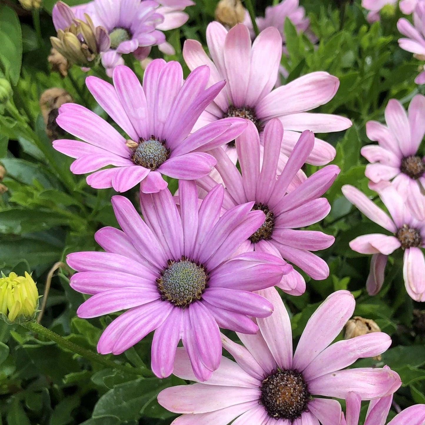 Cape Daisy Seeds - 200+ Light Purple Flower Seeds for Garden Planting - Osteospermum - USA