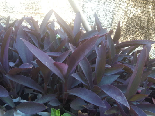 Live Purple Heart Plant Cuttings, 12 Pcs, Tradescantia pallida, Vibrant Purple Foliage, Indoor/Outdoor Garden Decor