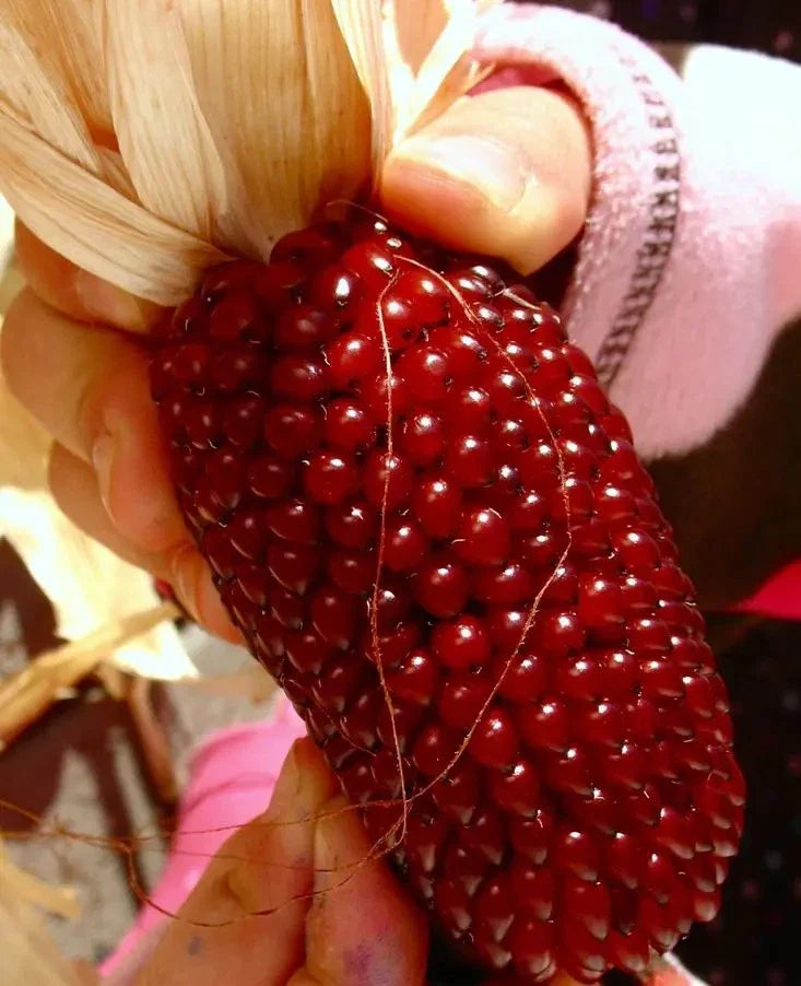 120+ Strawberry Ruby Corn Seeds - Heirloom Sweet Popcorn - Organic Rare Variety - Zea mays everta