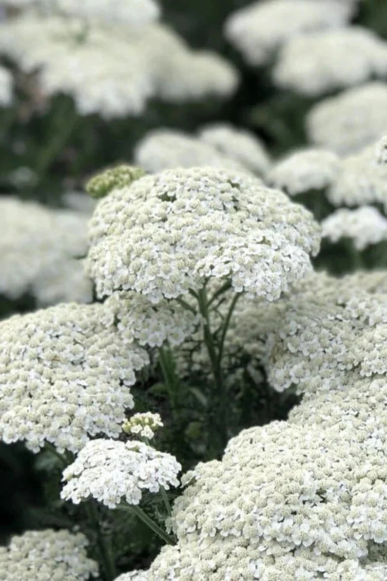 White Yarrow Seeds - 500 Organic Seeds - Achillea millefolium - USA Grown, Free Shipping