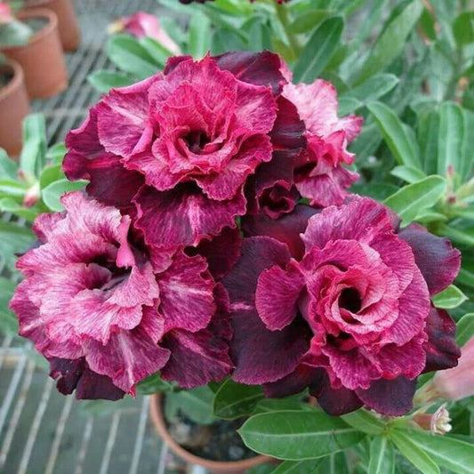 Magenta White Desert Rose Seeds - 4 Adenium Obesum Exotic Flower Seeds for Blooming Garden
