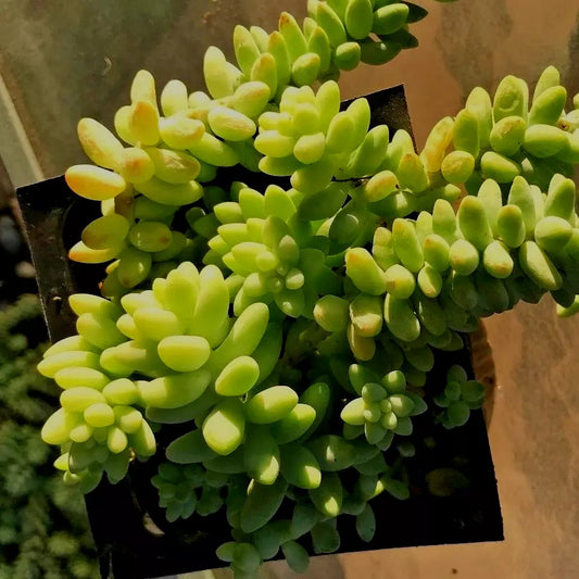 Sedum Burrito Cuttings - Burro’s Tail, Baby Donkey Tail, 2 Cuttings 3-5" Each - Ideal for Succulent Gardens, Easy Care