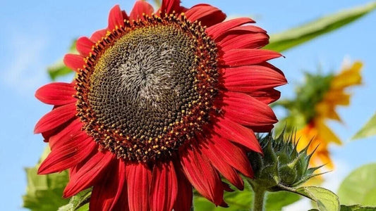 Red Sunflower Seeds - 100+ Heirloom Non-GMO - Rare Variety (Helianthus annuus)