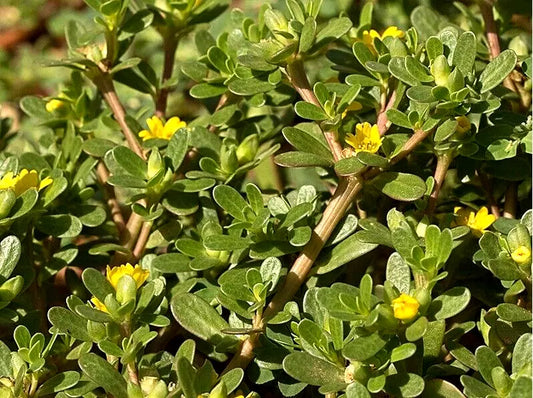 Organic Purslane Herb Seeds - 100+ Seeds - Portulaca oleracea - Non-GMO Pursley for Culinary Use, Harvested 07/2024
