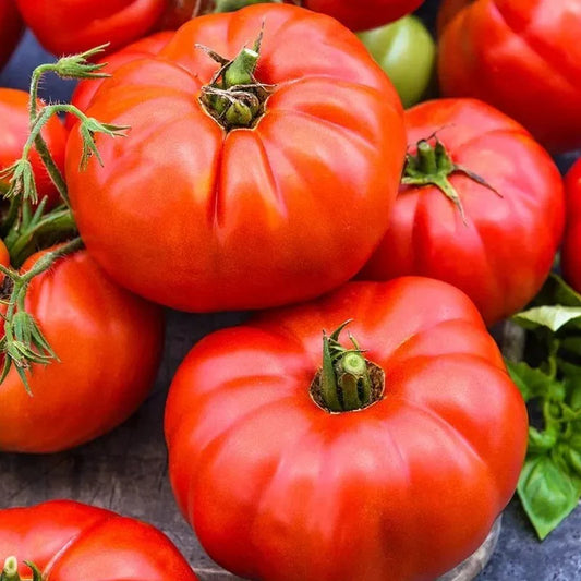 Jersey Tomato Seeds - 120+ Organic Beefsteak - NON-GMO - Heirloom Garden Seeds - Perfect for Home Growing