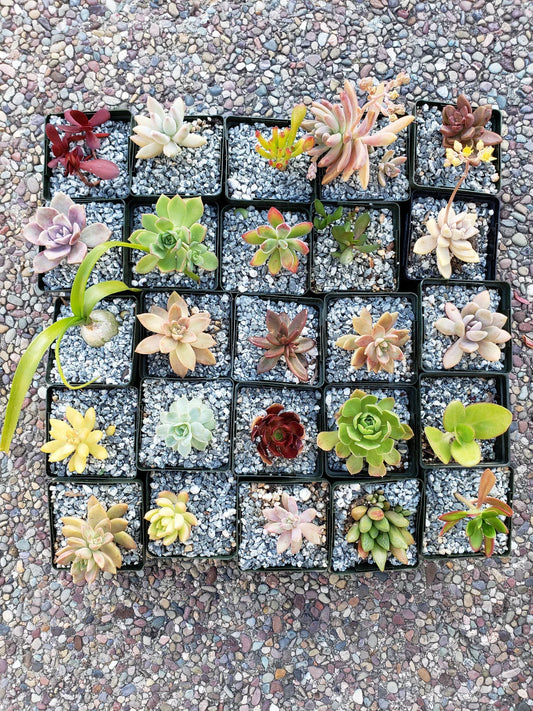 Set of 10 2" Succulents - Assorted Varieties for Wedding Decor and Floral Design - Perfect for Arrangements and Centerpieces