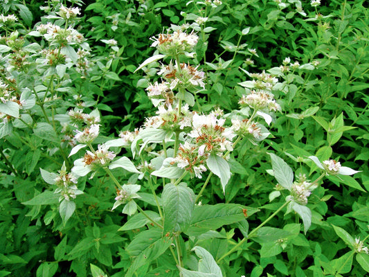Mountain Mint Seeds - 500+ Edible Wildflower, Native Herb for Drought & Poor Soils, Shade Tolerant - Pycnanthemum virginianum
