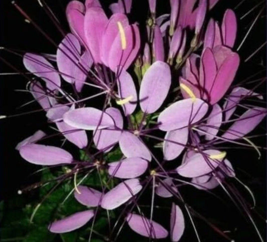 Purple Queen Spider Plant Seeds - 100 Count, Clome Spinosa Perennial, US Seller, Attracts Bees