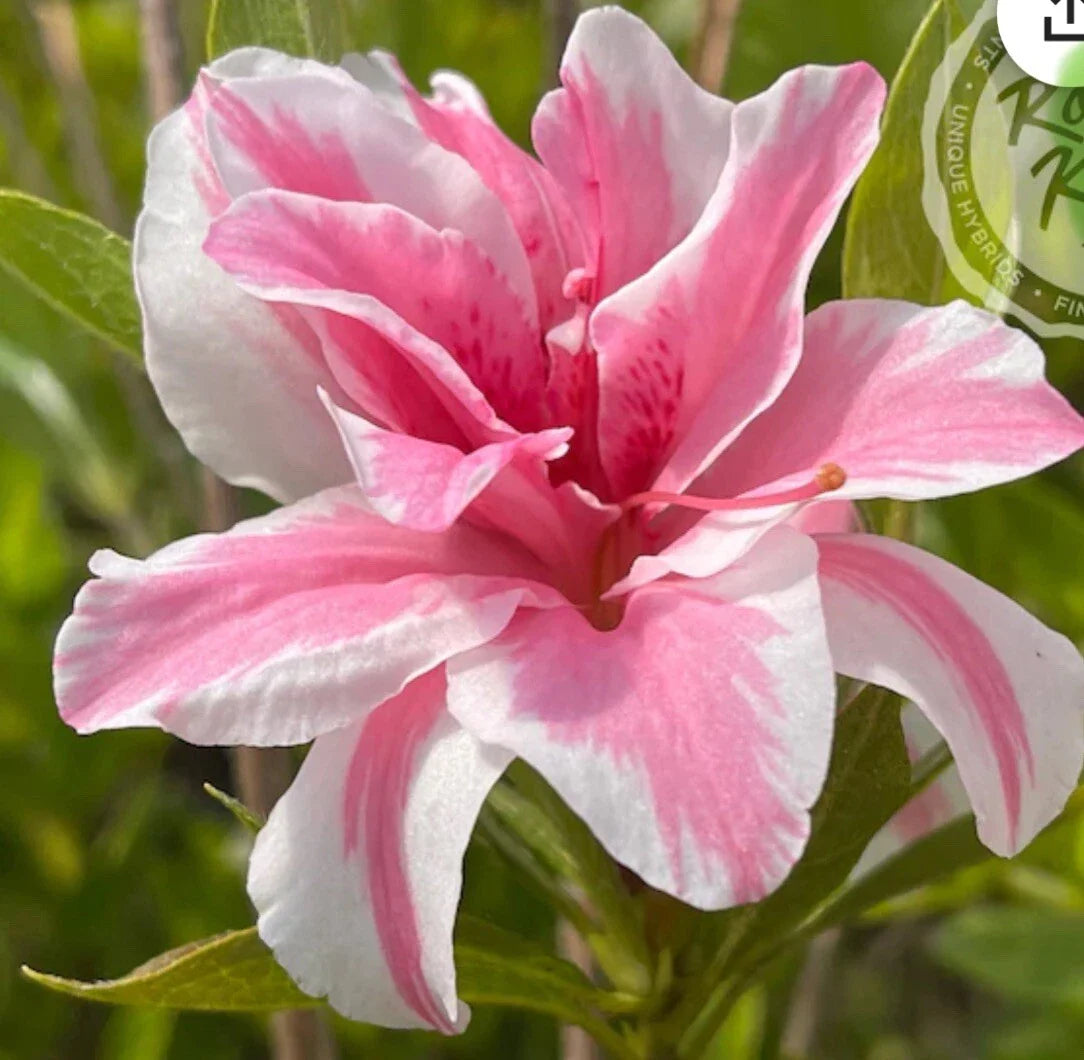 Azalea Starter Plant - Sugar and Spice Variety - Rhododendron - Rare Flowering Shrub for Garden or Landscape