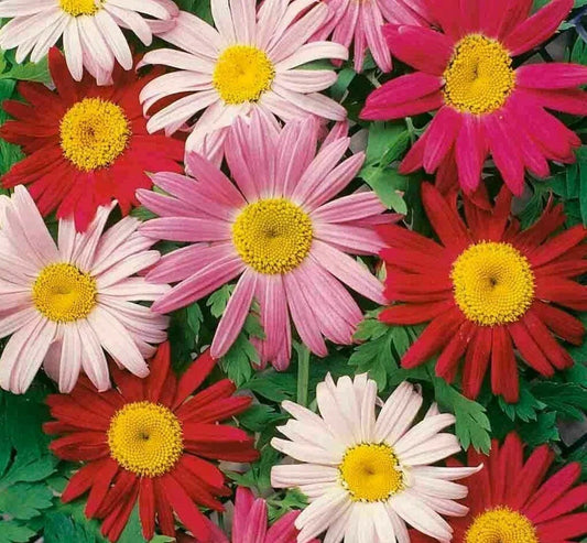 Painted Daisy Flower Seeds 200+ Annual Wildflower Garden Mix for Bees, Bellis perennis