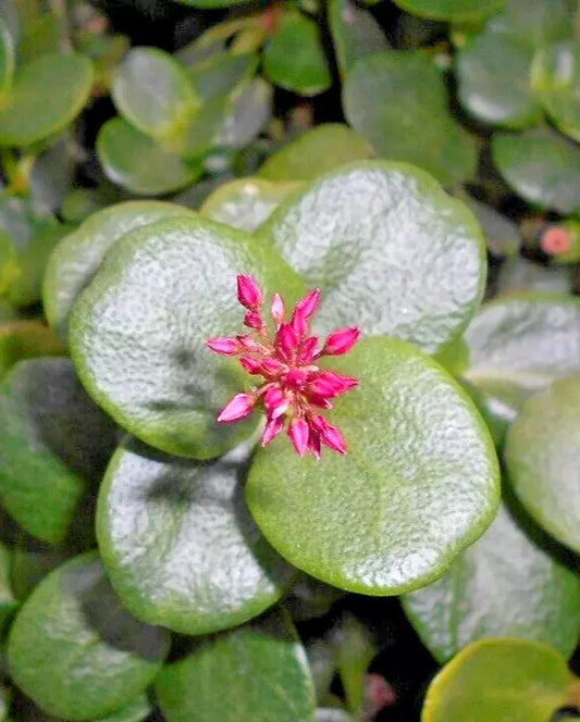 Succulent Crassula Multicava 2" Unrooted Cuttings Green Fairy Jade Plant