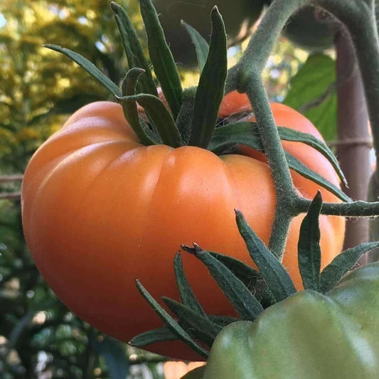Kellogg's Breakfast Tomato Seeds - Organic Heirloom - Non-GMO - 10+ Rare Seeds - Solanum lycopersicum