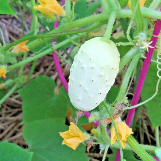 Miniature Sweet White Bush Cucumber Seeds - Organic Vegetable Garden - Cucumis sativus - 31+ Seeds
