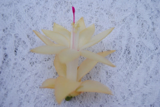 Christmas Cactus Starter Plant - Comet - Schlumbergera Truncata - Healthy Well-Rooted Succulent for Home Decor