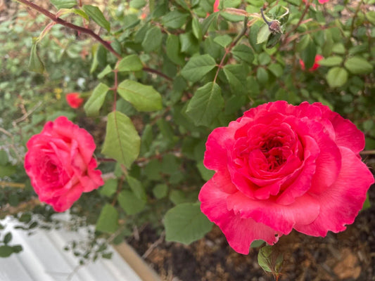 Portlandia Climbing Rose Cuttings - 4 Live Rose Bush Cuttings - Flowering Shrub Propagation