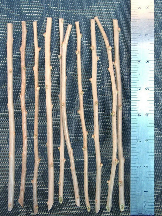 10 Goji Berry Cuttings – Fresh Unrooted Lycium Barbarum for Propagation – Grow Your Own Superfruit Plant at Home or Garden