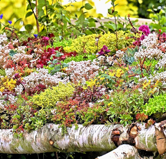 Sedum Seeds - 200+ Count - Autumn Mix Succulent Ground Cover - Stonecrop (Sedum spp.)