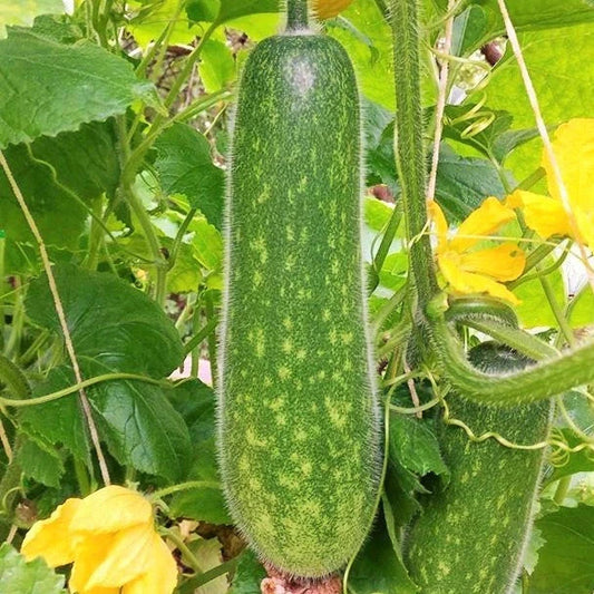 Fuzzy Hair Melon Seeds - Wax Gourd Hairy Squash - Cucurbita maxima - Ideal for 2025 Planting