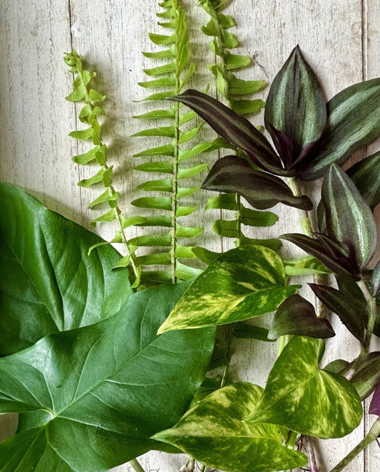 12 Rooted Plant Cuttings - Pothos, Wandering Jew, Arrowhead, Ferns - Indoor Plants for Easy Care and Home Decor