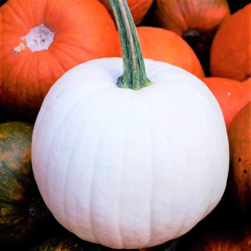Casper White Pumpkin Seeds | Ghost Queen Lumina Polar Bear | 2025 Heirloom Variety