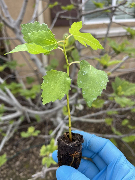 1 Yellow Long Neck Fig Tree | Ficus carica | Live Bare Root Plant for Orchard, Garden, or Container | Sweet Yellow Fruit Variety