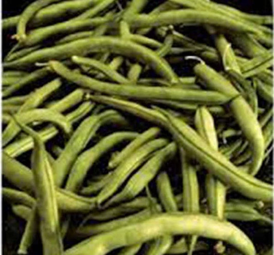 Heirloom Bean Seeds - Commodore Bush Variety, 500+ Non-GMO Green Beans, Organic Gardening Seeds