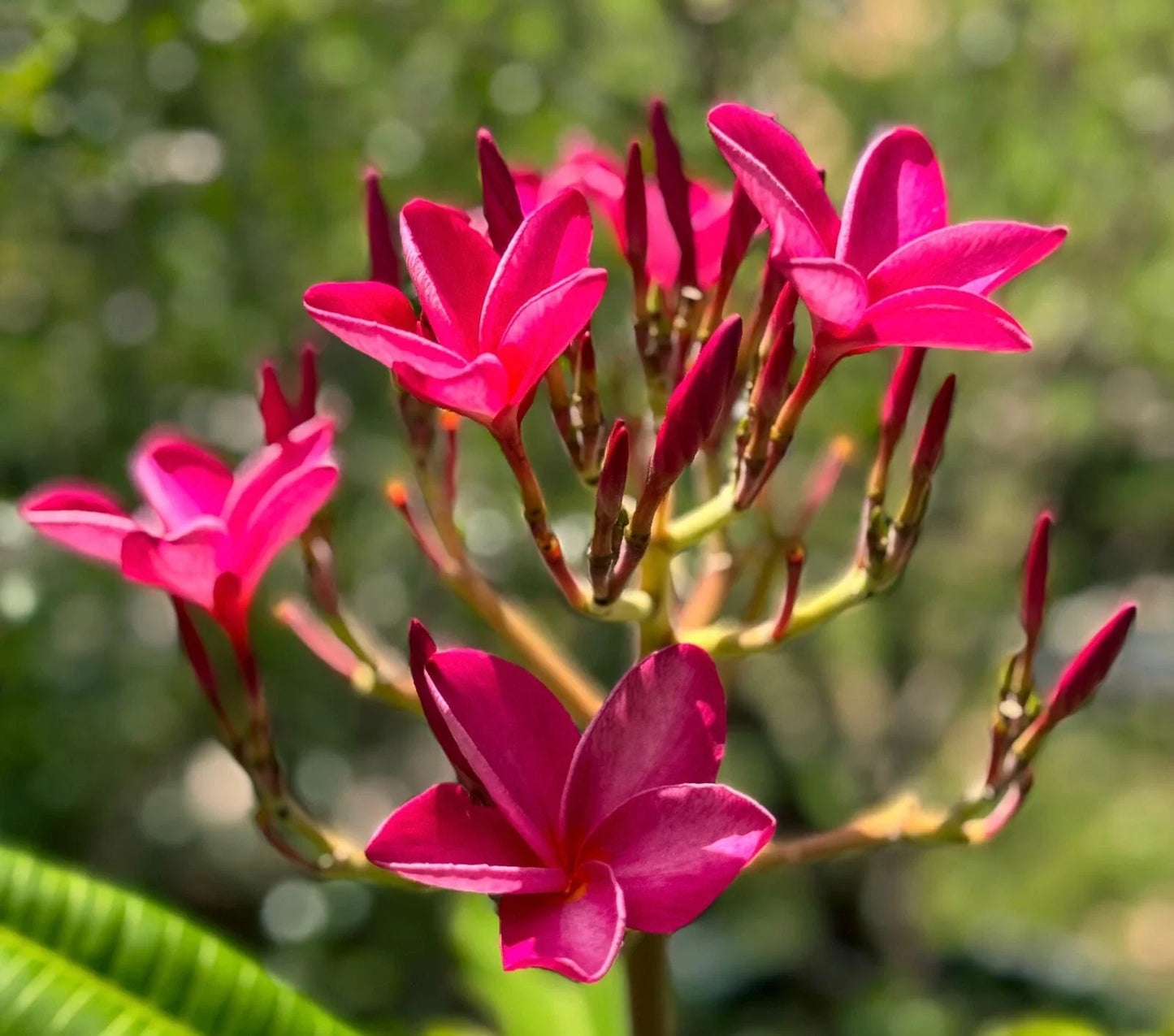 Plumeria Cutting 6"-8" Pink Flowering Frangipani Tropical Plant (Hawaiian)