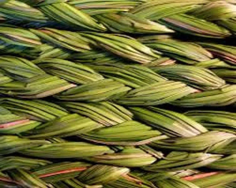 Sweetgrass Plants, 5 Pack, Organic Sacred Smudge Plant, Hierochloe odorata